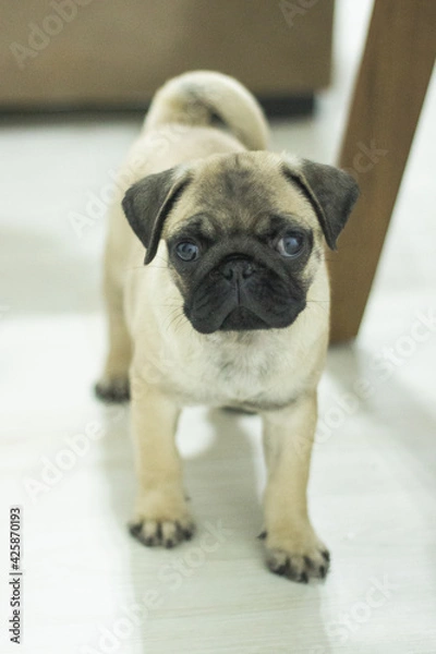 Fototapeta Pug