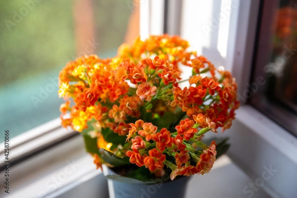 Obraz Orange kalanchoe on the windowsill