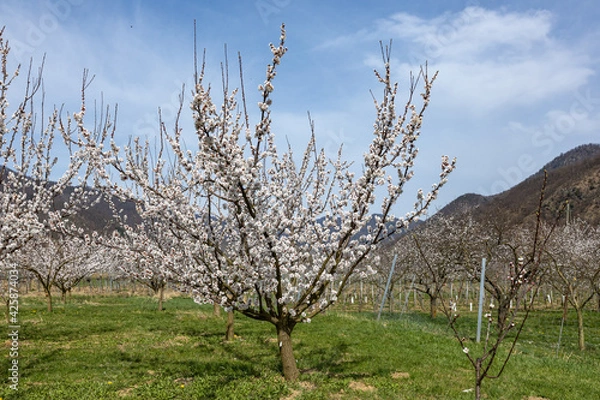 Obraz Beautiful apricot trees in full bloom in Wachau, Austria.