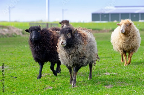 Fototapeta flock of ouessant sheep in meadow at a hobby farmer