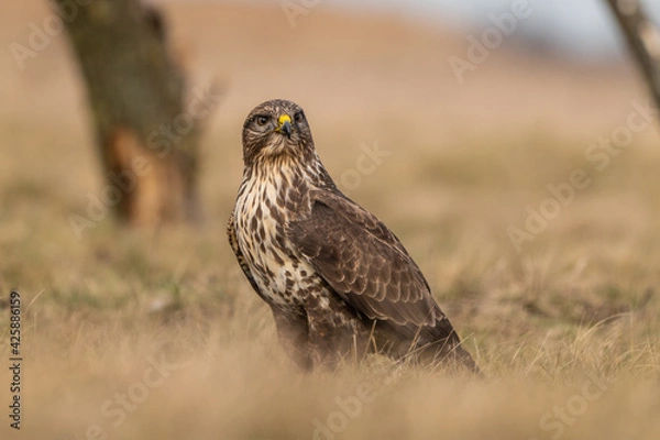 Obraz common buzzard standing alone