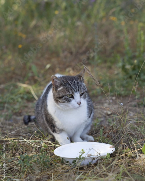 Obraz chat abandonné