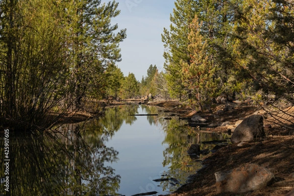 Obraz Pine trees reflected in a pond in a forest.