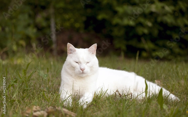 Obraz chat  blanc dans l'herbe