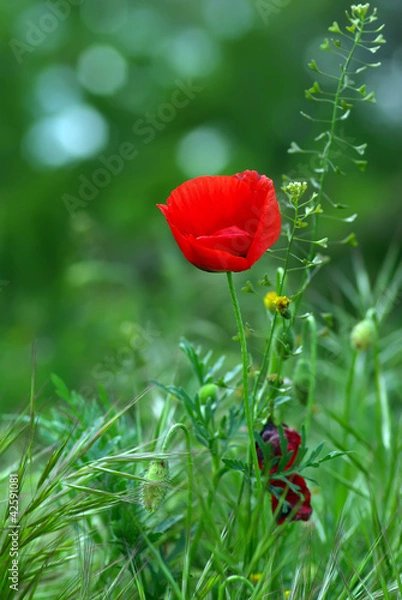 Obraz coquelicot sur fond vert