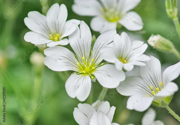 Obraz fleurs  blanches printanière