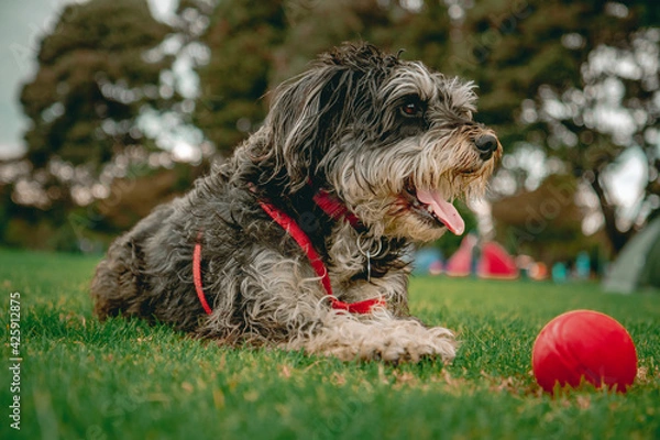 Fototapeta close-up of breedless dog lying in the park with his red ball