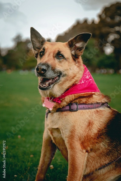 Fototapeta close-up of breedless dog looking straight into the camera