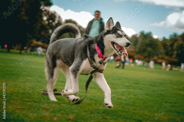 Fototapeta husky dog ​​running in the park with tongue out