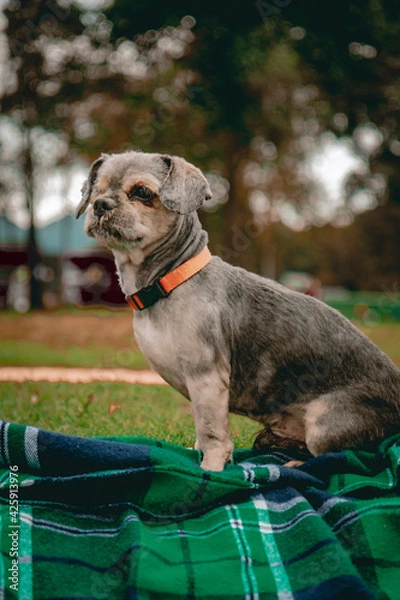 Fototapeta Gray stray dog ​​without one eye sitting on the grass