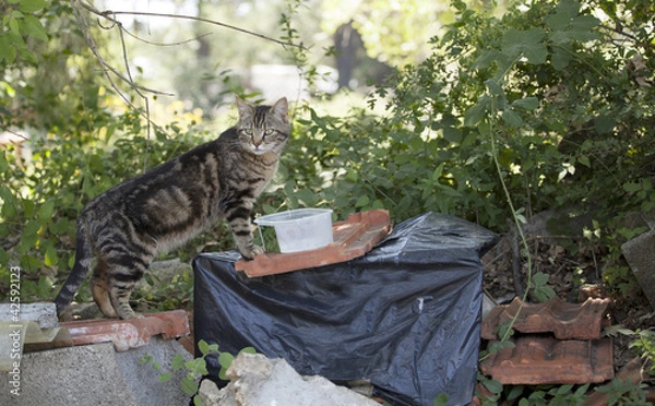 Obraz chat abandonné