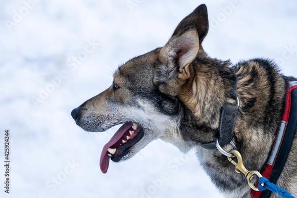 Obraz Portrait of dog with teeth and open mouth