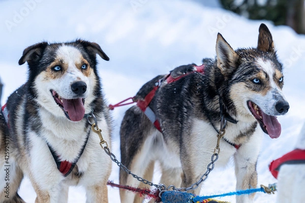 Obraz Two dogsled dogs with blue eyes