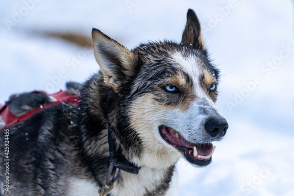 Obraz Nice look of dog with a blue eyes