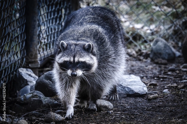 Obraz Raccoon walking around the fence