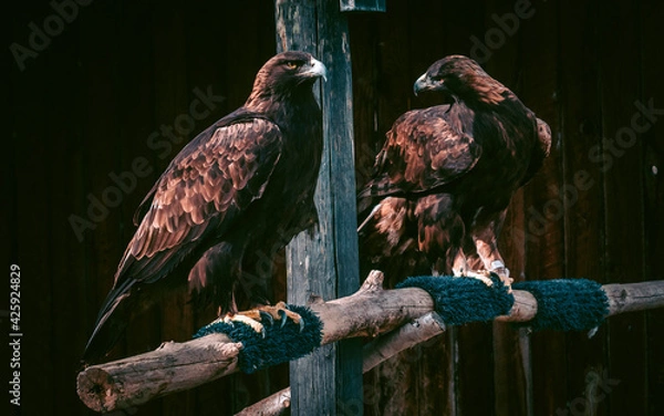 Obraz Couple of hawks staring at each other