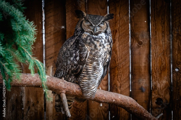 Fototapeta Sleeping owl on top of branch