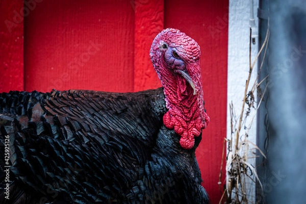 Obraz Turkey with red head and red background