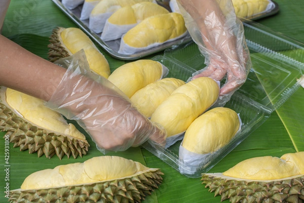 Fototapeta A woman wearing a cooking glove is laying out the golden yellow durian in a clear plastic box with a banana leaf background. Ripe durian, the king of fruits of Thailand