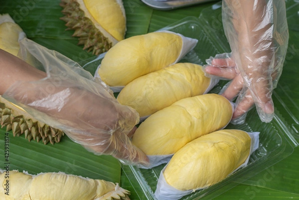 Obraz A woman wearing a cooking glove is laying out the golden yellow durian in a clear plastic box with a banana leaf background. Ripe durian, the king of fruits of Thailand