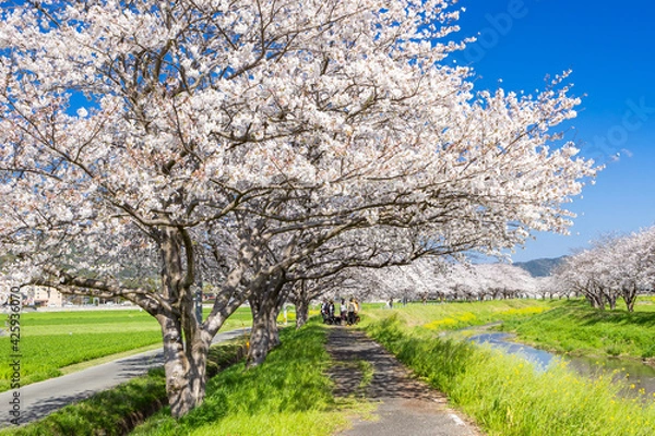 Fototapeta 草場川沿いの桜並木と菜の花の風景　福岡県筑前町