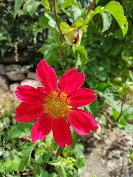 Obraz Flor roja