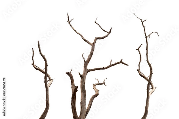 Fototapeta Dry branchs of dead tree with cracked dark bark.beautiful dry branchs of tree isolated on white background.Dry wooden stick from the forest isolated on white background .