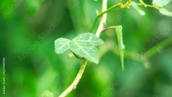 Fototapeta Green plants