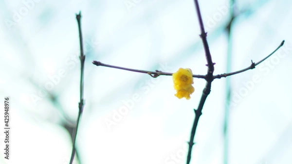 Fototapeta Yellow flower