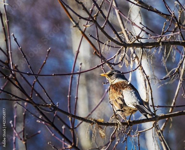 Fototapeta Blackbird Mountain Ash.