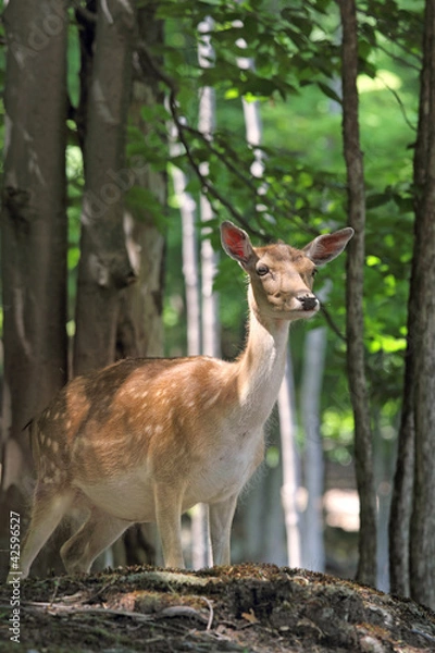 Fototapeta lumière en foret