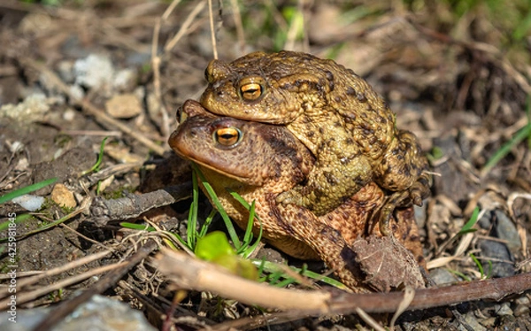 Fototapeta Bufo bufo The common toad, European toad, or in Anglophone parts of Europe, simply the toad is an amphibian found throughout most of Europe, collision, car, dangerous. In the garden frog.