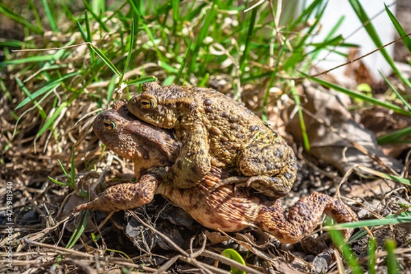 Fototapeta Bufo bufo The common toad, European toad, or in Anglophone parts of Europe, simply the toad is an amphibian found throughout most of Europe, collision, car, dangerous. In the garden frog.