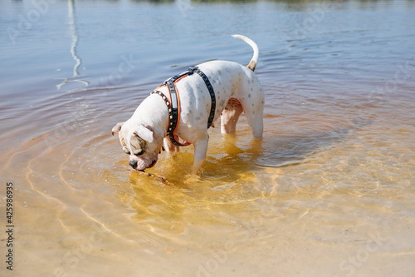 Fototapeta dog running in water. White American Bulldog is playing in a lake. Dog in the water.	