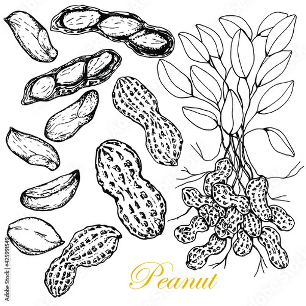 Fototapeta Paenut. Set.Nuts in whole and ripe peel. Leaves.Rhizome with nuts. Handdrawing. Stock black white illustration.On white background.Vector. Sketch. For packaging and labeling of peanut products.