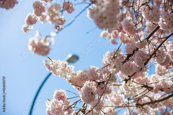 Obraz 住宅地に咲く満開の桜と青い空