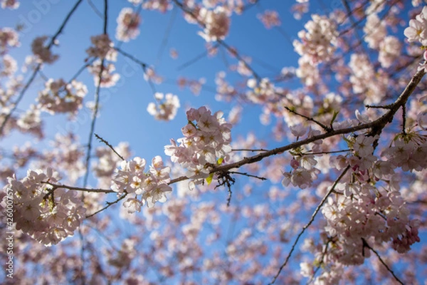 Obraz 海外で咲く満開の桜と青い空