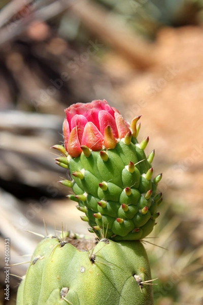 Fototapeta Kaktusblüte
