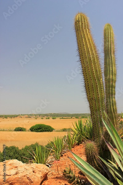 Fototapeta Botanischer Garten Mallorca