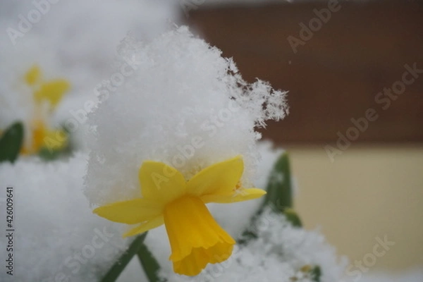 Obraz Schnee und Blumen 