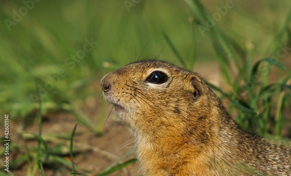 Obraz portrait of a gopher in green grass in profile