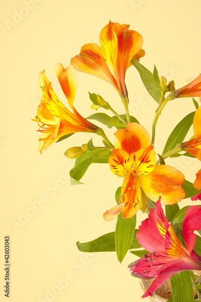 Obraz Beautiful flowers