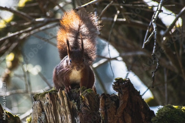 Obraz squirrel on a tree looking at me