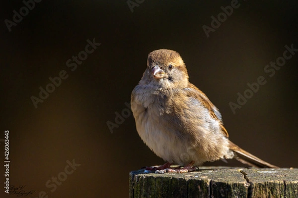 Obraz sparrow on a branch