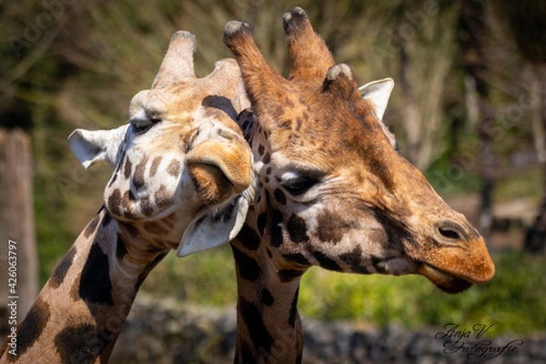 Obraz two giraffes in love