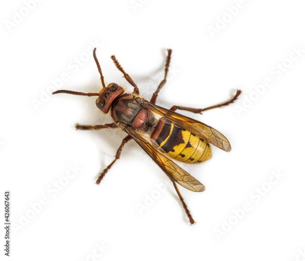 Fototapeta Top view of a Hornet, Vespa Crabro, isolated on white
