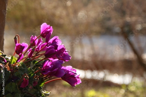 Obraz 冬の花シクラメン