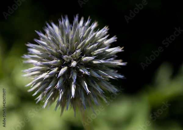 Fototapeta Southern Globe thistle (Echinops sphaerocephalus) with dark background and selective focus.