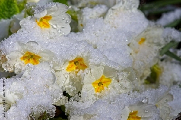 Obraz Primeln im Schnee