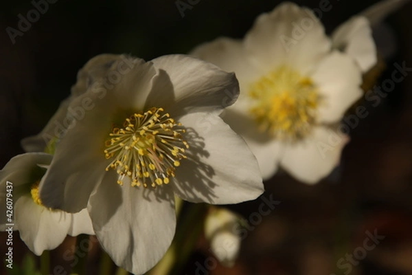 Obraz 白いクリスマスローズ